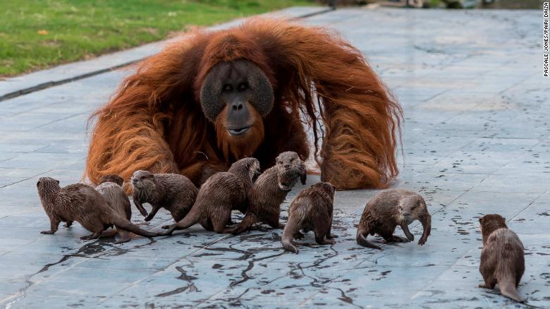 Animals teaching other marketing with orangutan and otters