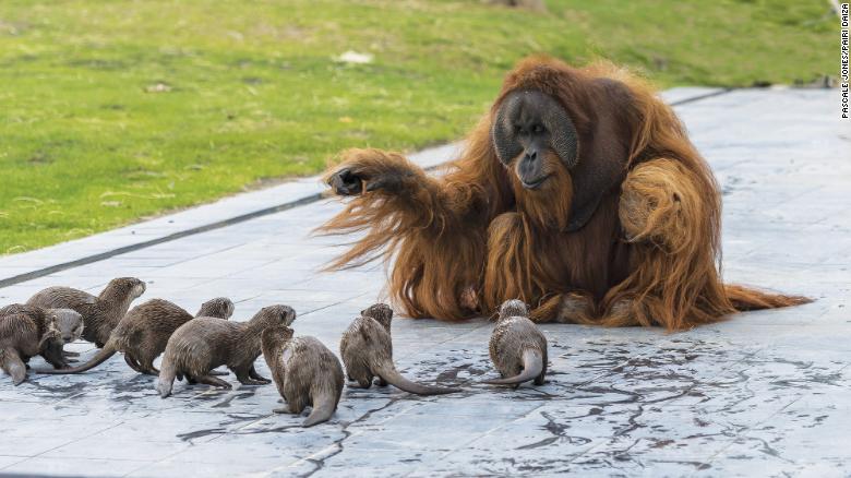 Orangutan teaching otters